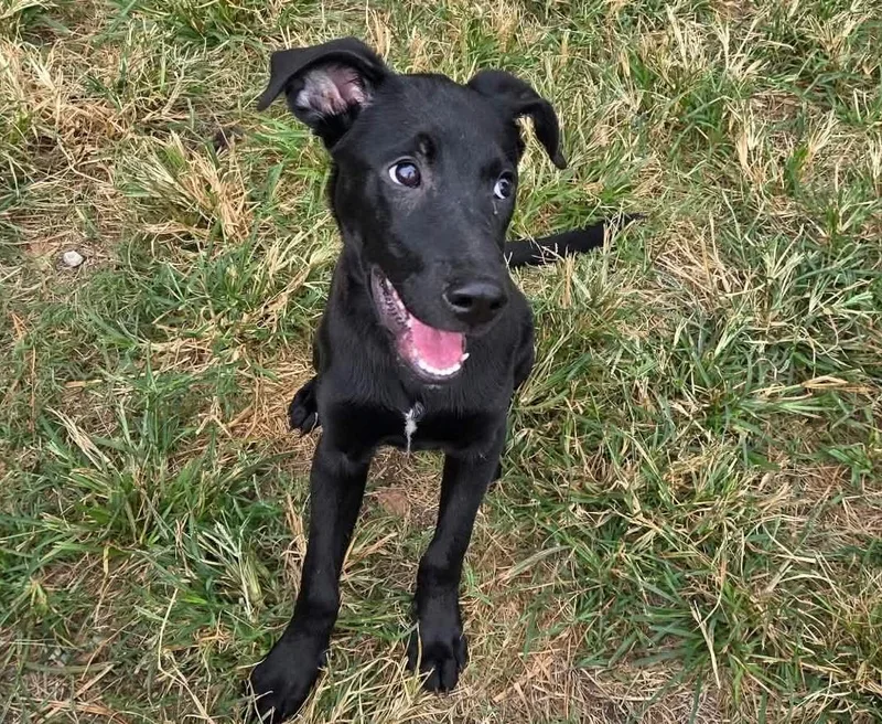 A baby medium-sized female Terrier dog named Lorelai for adoption in Anniston, AL