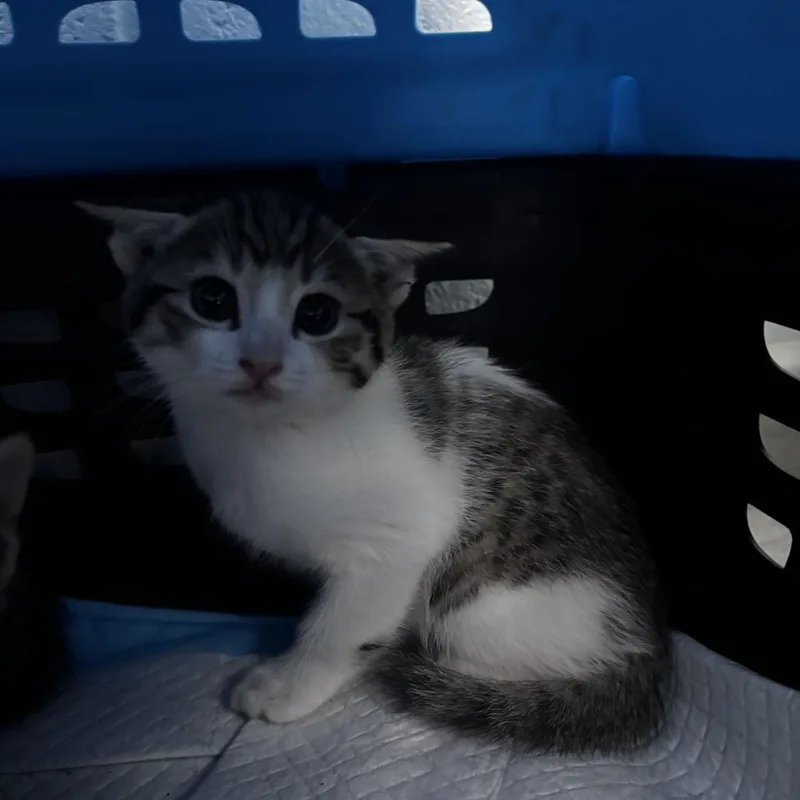 A baby small-sized female Domestic Short Hair cat named Fiesta Potato for adoption in Riverside, CA