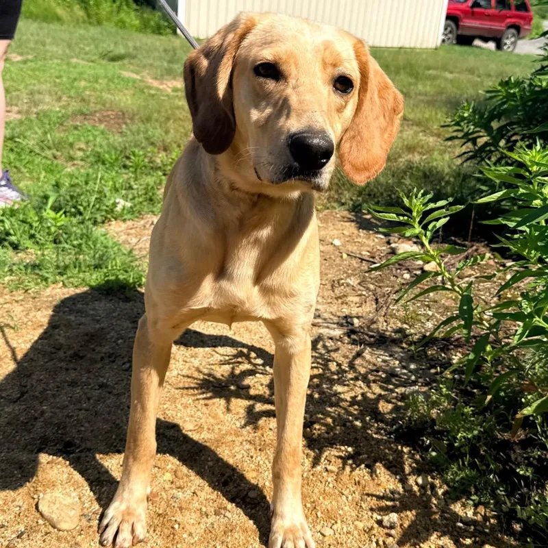 An adult medium-sized male Yellow / Tan / Blond / Fawn Labrador Retriever dog named CT Loki for adoption in Eastford, CT