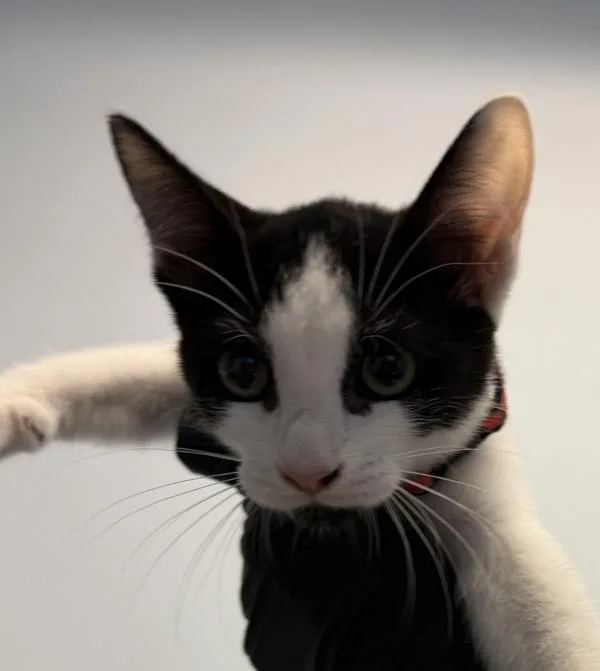 A baby small-sized female Domestic Short Hair cat named Mary Beth for adoption in San Diego, CA