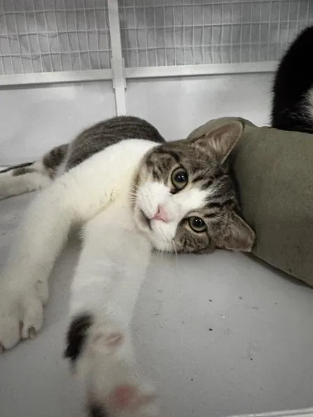 A young small-sized male Domestic Short Hair cat named Yoshi for adoption in Novato, CA