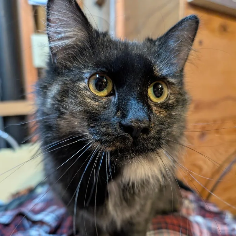 An adult large-sized female Tortoiseshell Domestic Medium Hair cat named Sage for adoption in Layton, UT