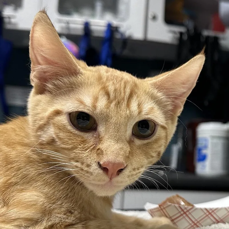 Troll Doll thumbnail 3