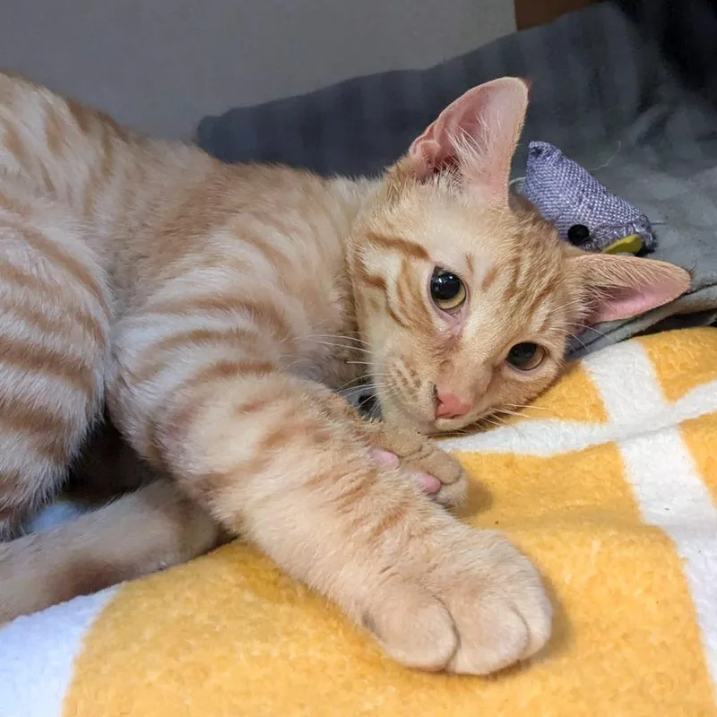 Troll Doll thumbnail 4