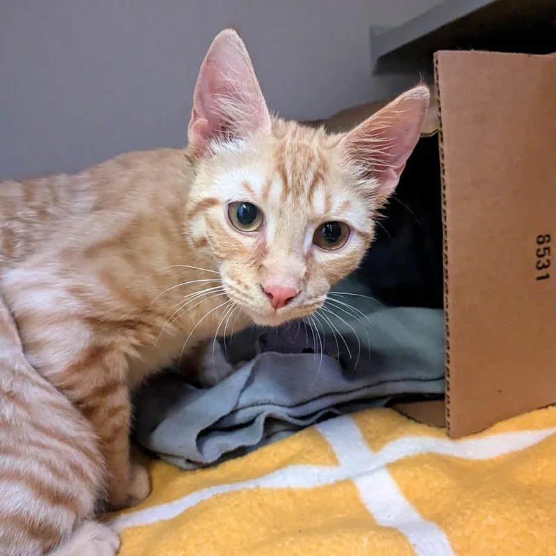 Troll Doll thumbnail 5