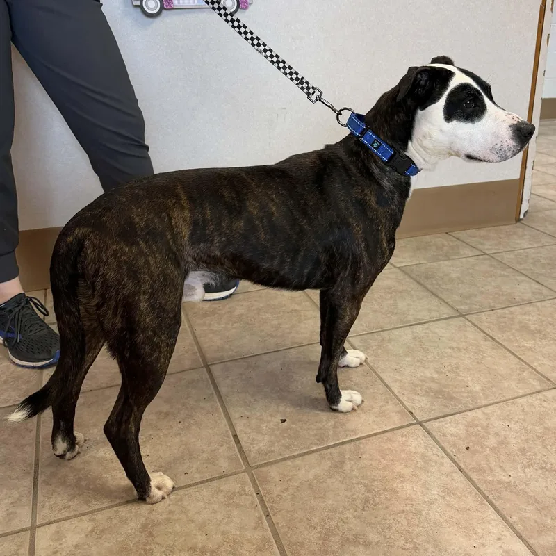 Van Gogh thumbnail 2