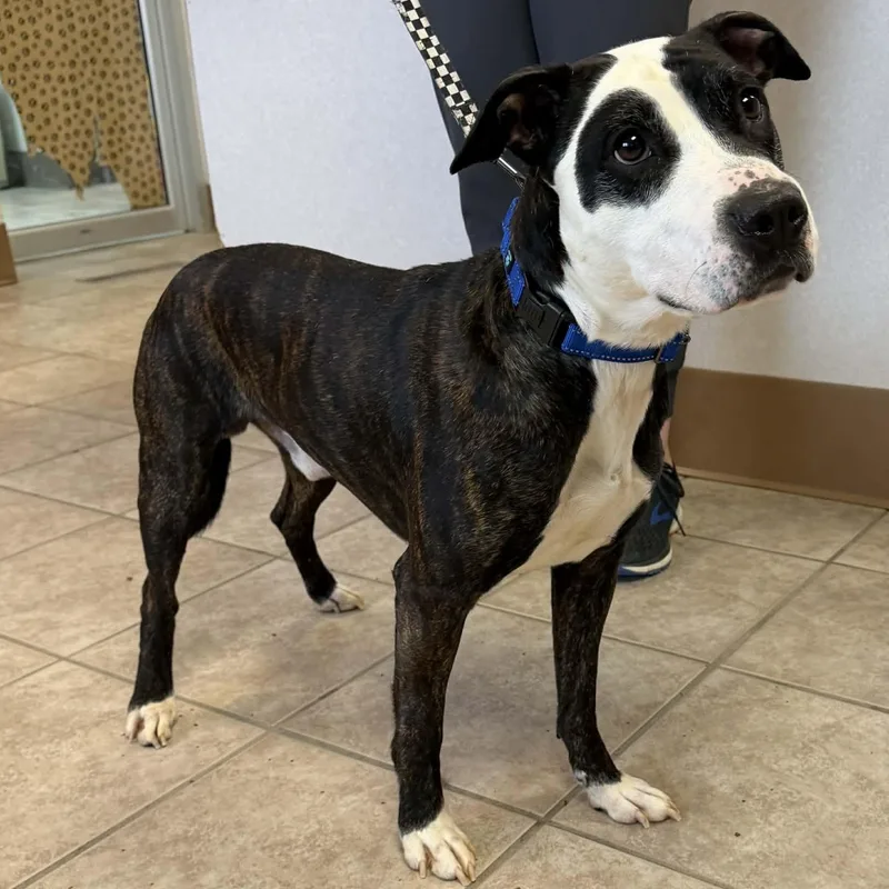 Van Gogh thumbnail 3