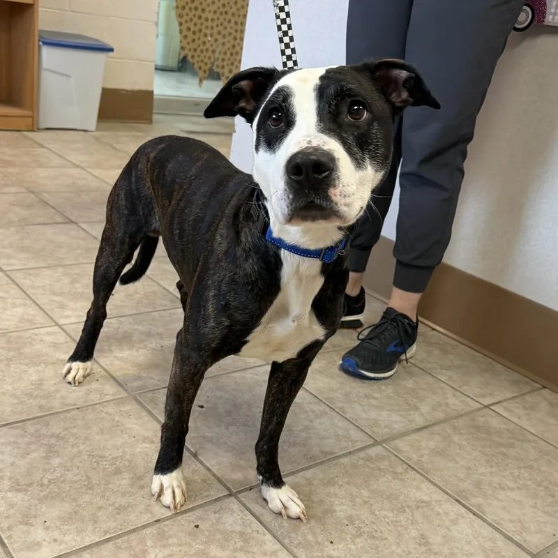 Van Gogh thumbnail 4