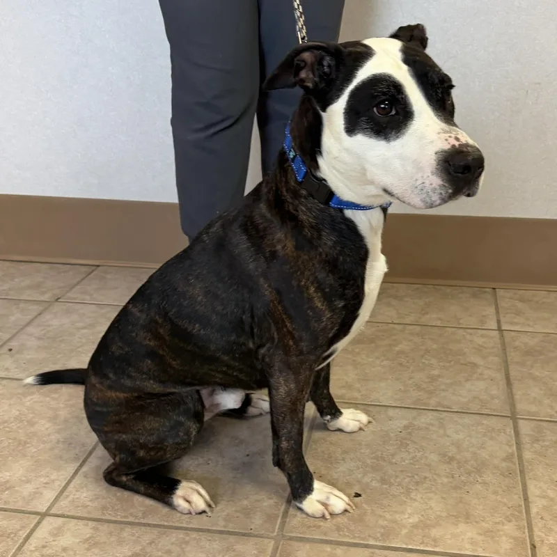 Van Gogh thumbnail 5