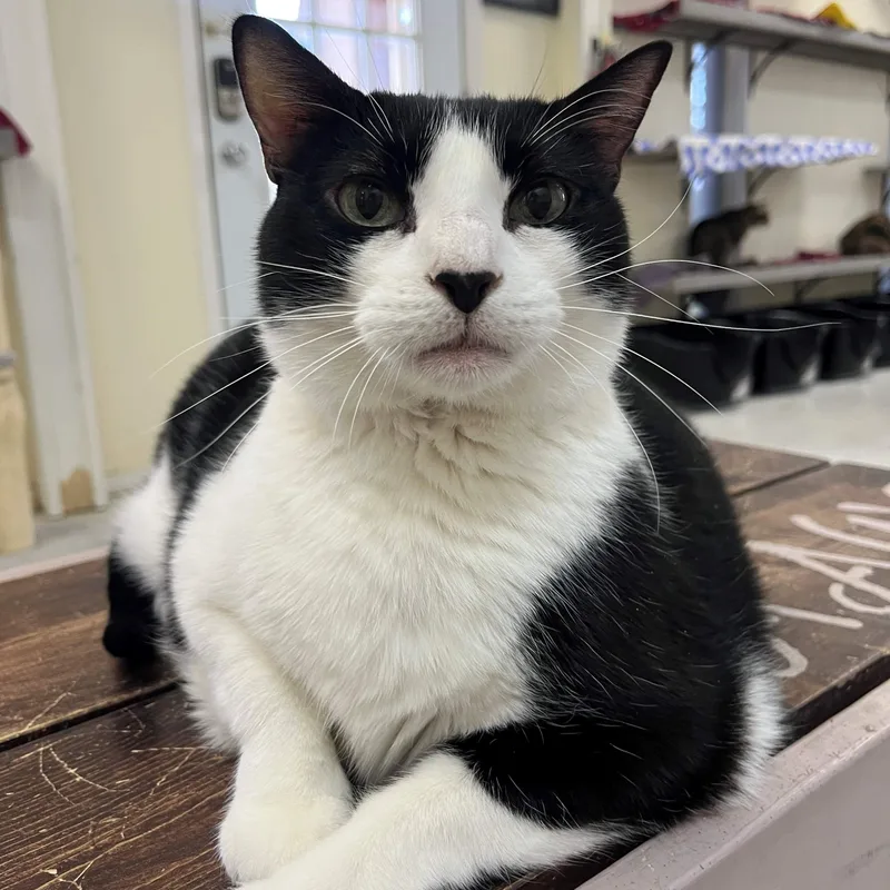 Watermelon thumbnail 2