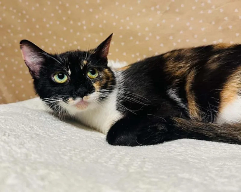 A young medium-sized female Domestic Short Hair cat named Starletta for adoption in Groveland, MA