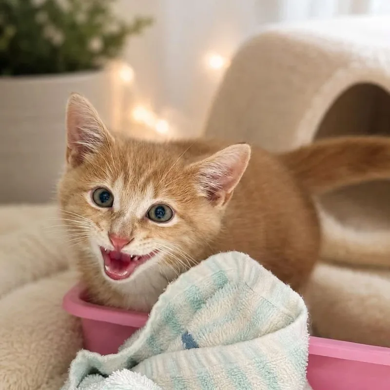 A baby small-sized male Orange / Red Domestic Short Hair cat named Lionel for adoption in Long Island City, NY