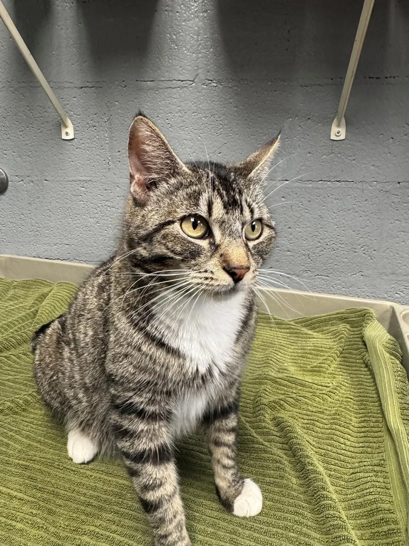 An adult medium-sized female Tabby (Gray / Blue / Silver) Domestic Short Hair cat named Boots for adoption in Edinburg, VA