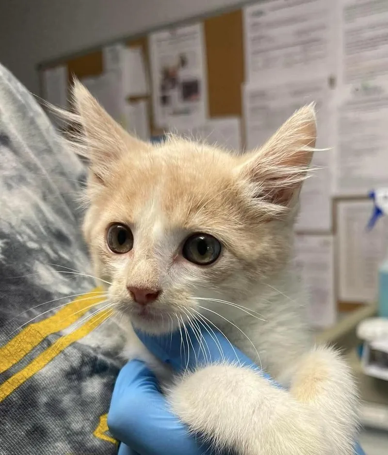 A baby medium-sized male Domestic Short Hair cat named Tim for adoption in Bolivar, MO
