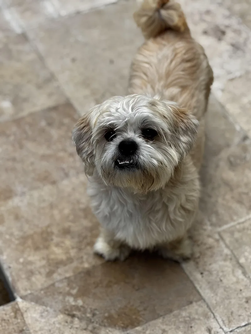 An adult small-sized male Shih Tzu dog named Scooter for adoption in Orlando, FL