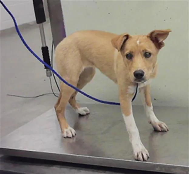 A baby medium-sized female Labrador Retriever dog named Sapphire for adoption in Houston, TX