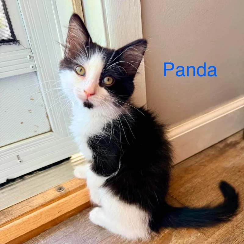 A baby small-sized male Black & White / Tuxedo Domestic Long Hair cat named Panda for adoption in Davisburg, MI