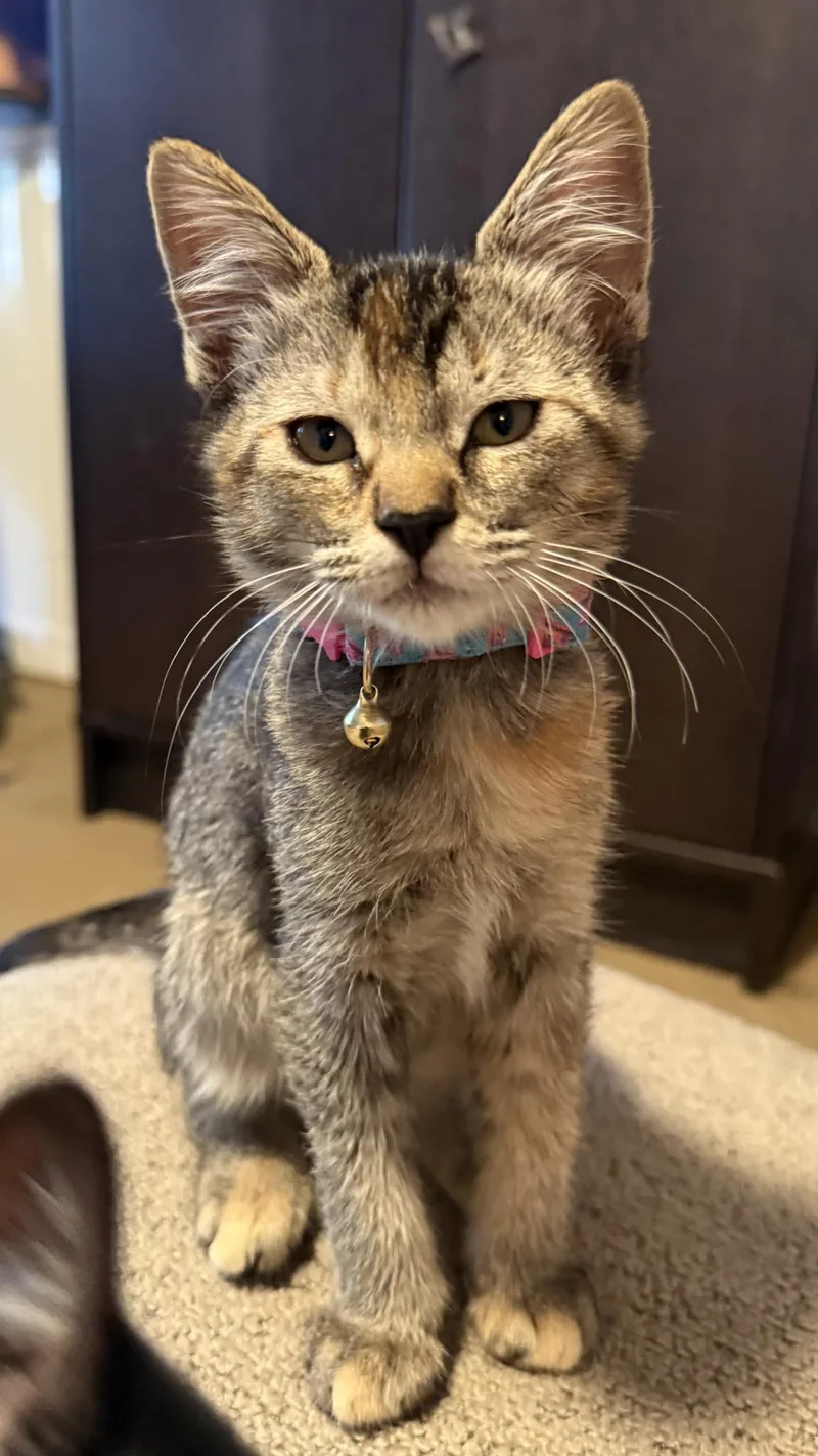 A baby medium-sized female Brown / Chocolate Domestic Short Hair cat named Momo Avatar for adoption in Chandler, AZ