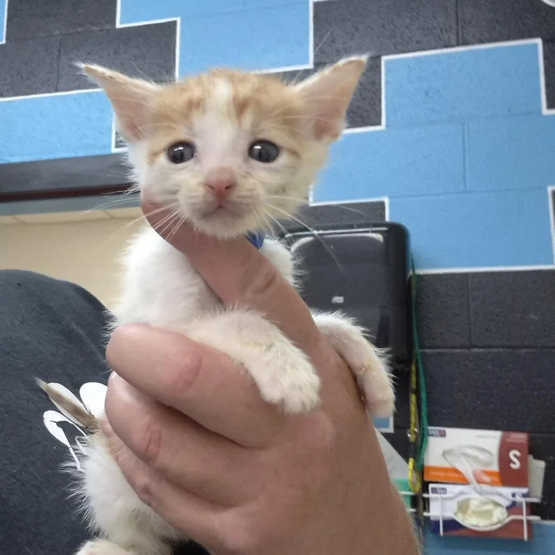 A baby small-sized male Orange / Red Domestic Short Hair cat named Donnie for adoption in Ardmore, OK