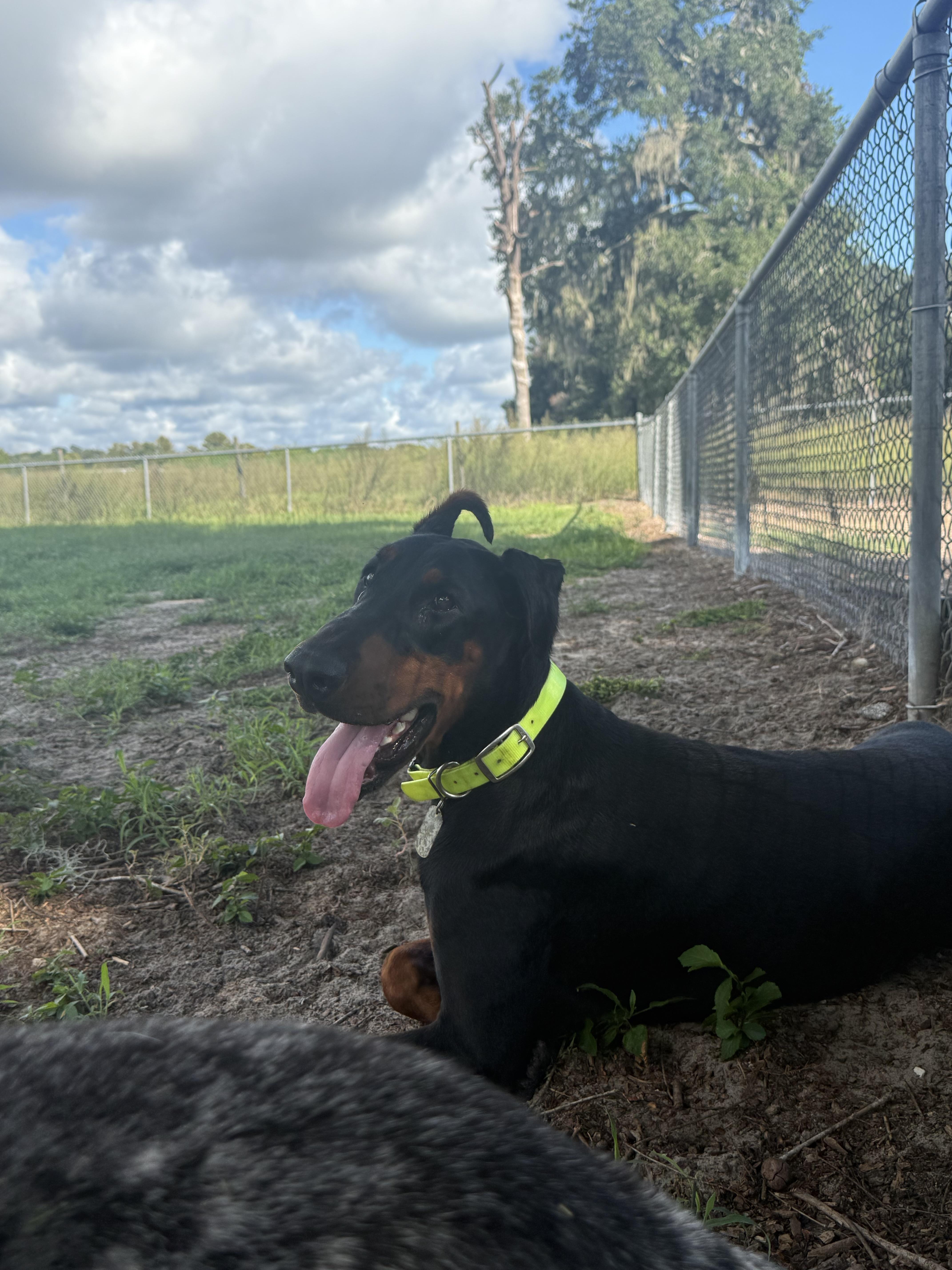 A young large-sized male Bicolor Doberman Pinscher dog named Snoop for adoption in Hudson, FL