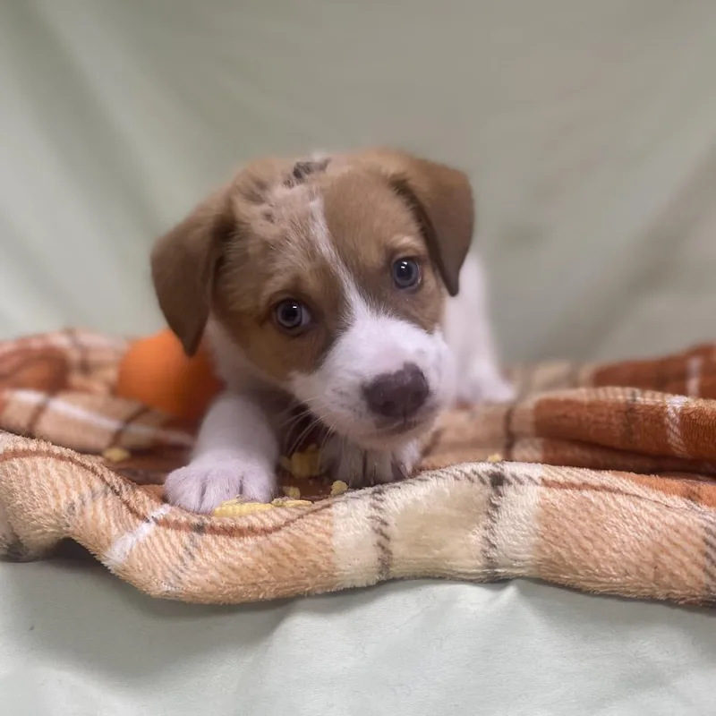 A baby small-sized male Yellow / Tan / Blond / Fawn Mixed Breed dog named Rudolph for adoption in Caryville, TN