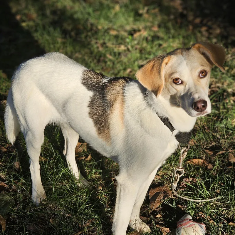 A young medium-sized female White / Cream Beagle dog named Khloe for adoption in O Fallon, IL