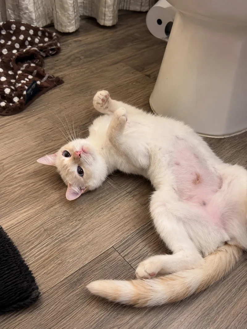 A young small-sized female Siamese cat named Sugar for adoption in Fresno, CA