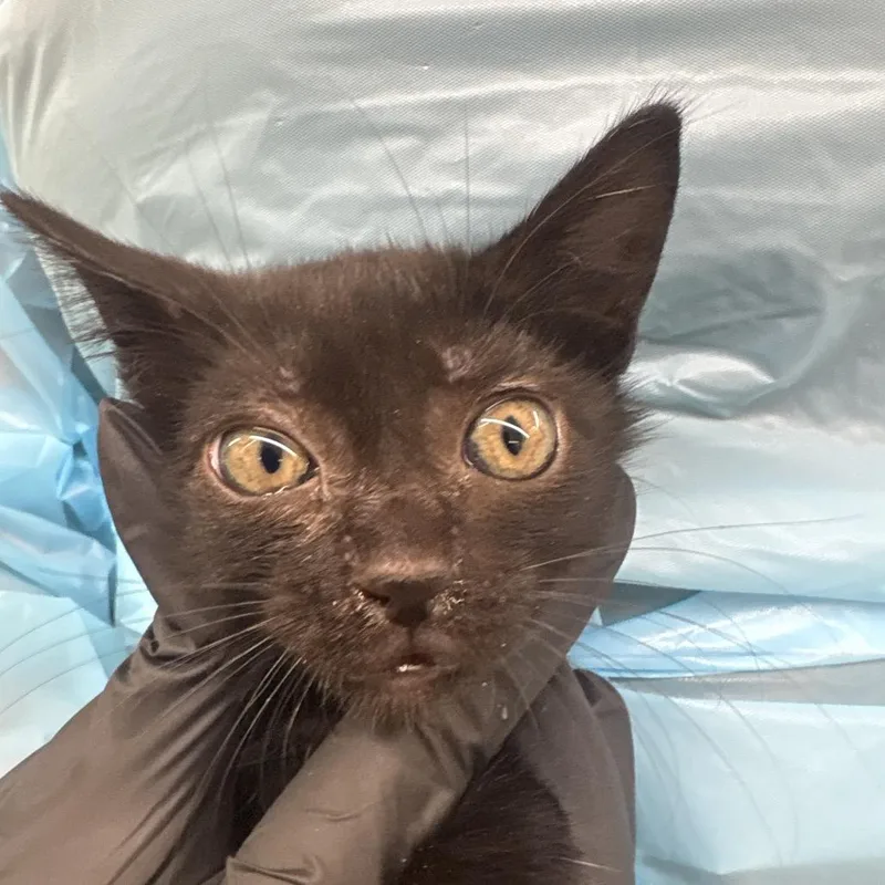 A baby small-sized female Black Domestic Short Hair cat named Jesy for adoption in West Palm Beach, FL