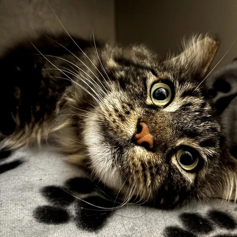 An adult large-sized male Brown / Chocolate Domestic Medium Hair cat named Hans for adoption in Long Beach, CA