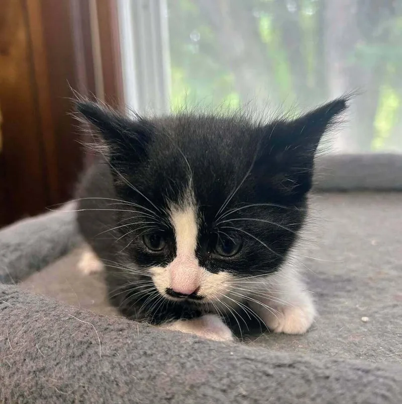 A baby medium-sized male Black & White / Tuxedo Domestic Short Hair cat named Briar for adoption in Dorr, MI
