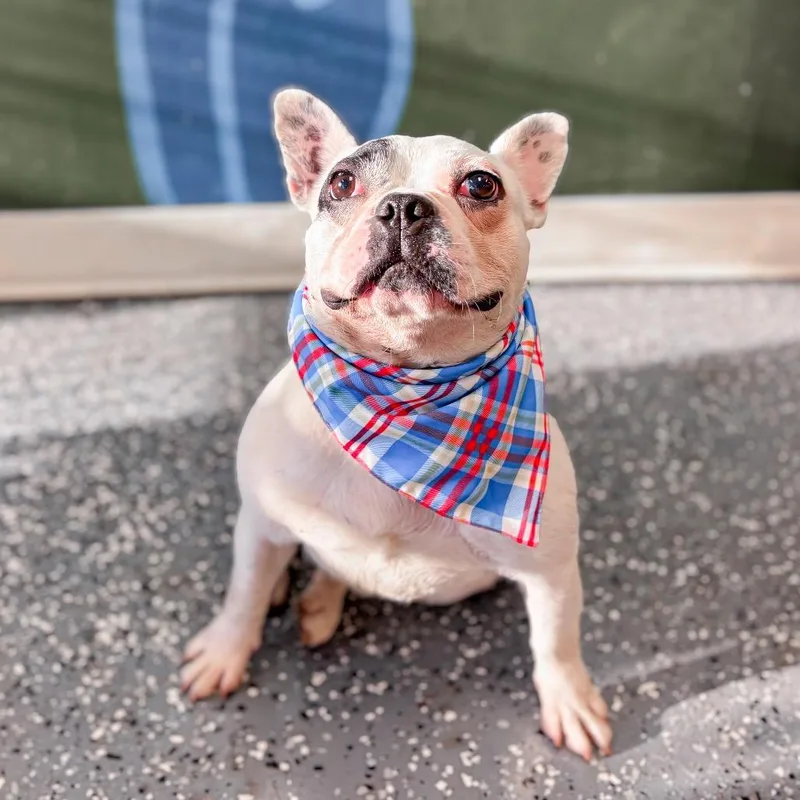 An adult small-sized male French Bulldog dog named Augie for adoption in Springboro, OH