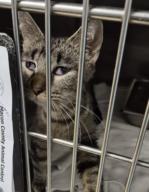 A young small-sized female Domestic Short Hair cat named Acme for adoption in Decatur, IL