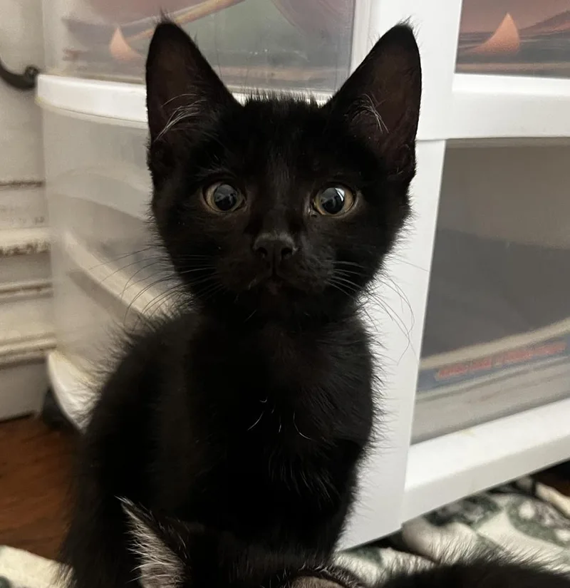 A baby small-sized male Black Domestic Short Hair cat named Scott McGee for adoption in Dallas, TX