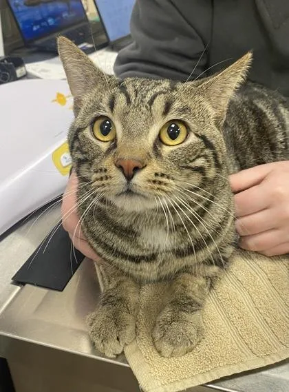 An adult medium-sized male Domestic Short Hair cat named Chuck for adoption in Fishers, IN