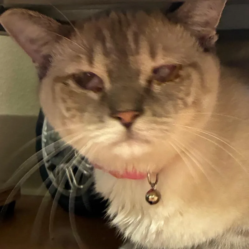 A young medium-sized female White Siamese cat named Snowball for adoption in Santa Barbara, CA