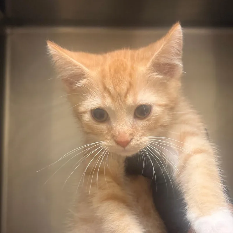 A baby small-sized male Domestic Short Hair cat named Crimson Chin for adoption in Winston-Salem, NC