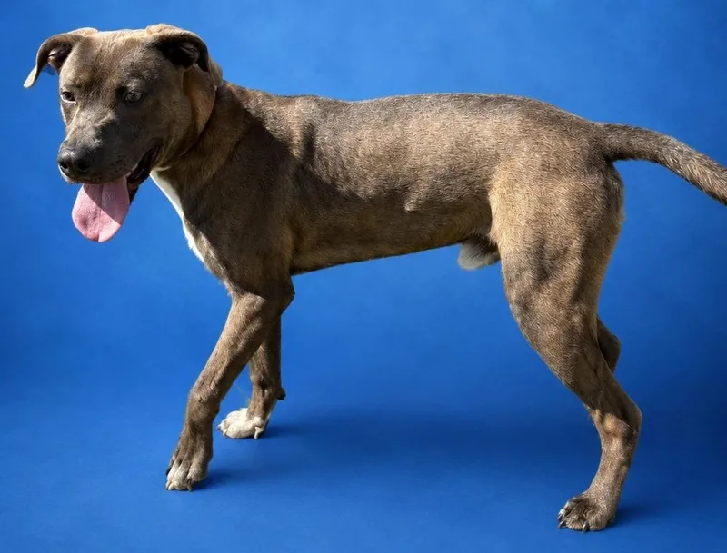 A young medium-sized male Terrier dog named Happy Gilmore for adoption in Wauchula, FL