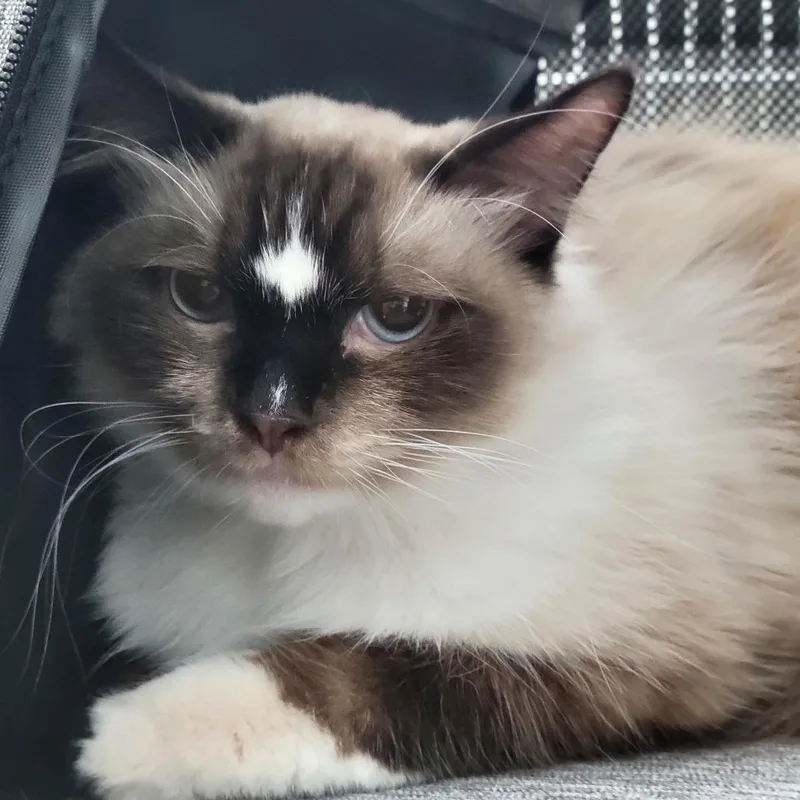 An adult large-sized male Brown / Chocolate Domestic Long Hair cat named Milo for adoption in Sarasota, FL