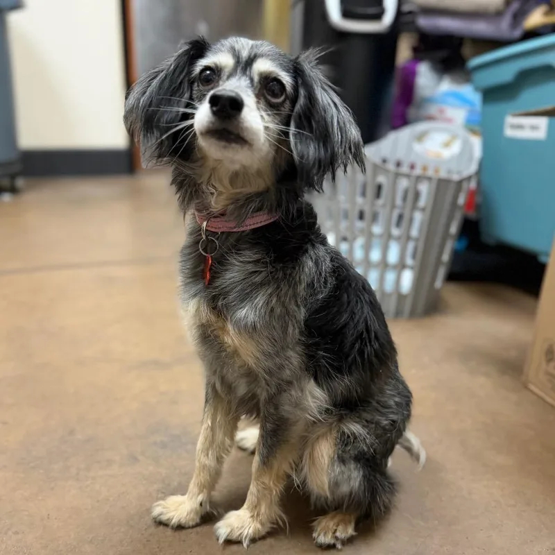 A senior small-sized female Gray / Blue / Silver Chihuahua dog named Panda for adoption in Las Vegas, NV