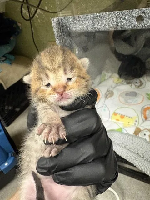 A baby small-sized male Domestic Short Hair cat named Squid for adoption in Indianapolis, IN