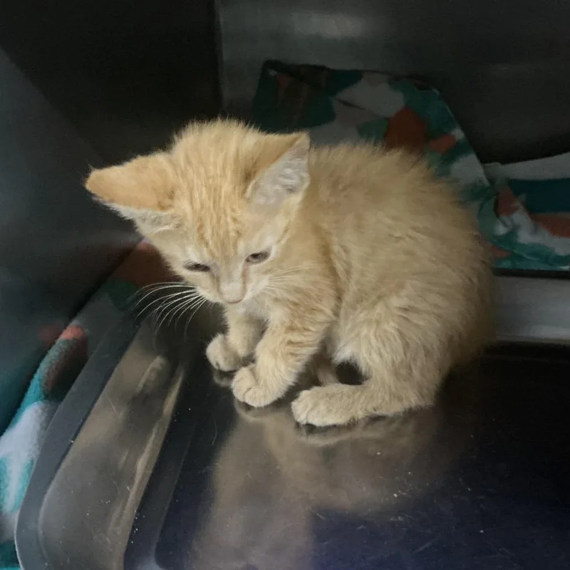 A baby small-sized female Orange / Red Domestic Medium Hair cat named Tangerine for adoption in St Joseph, MO