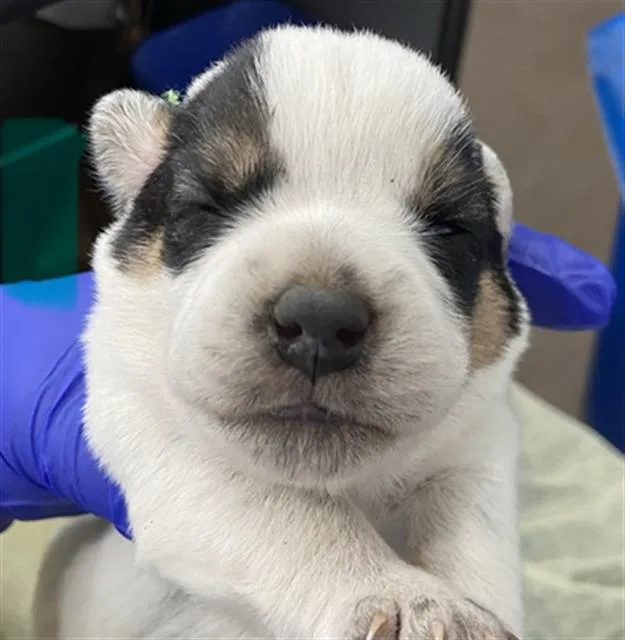 A baby medium-sized male Mixed Breed dog named Aj for adoption in Dallas, TX