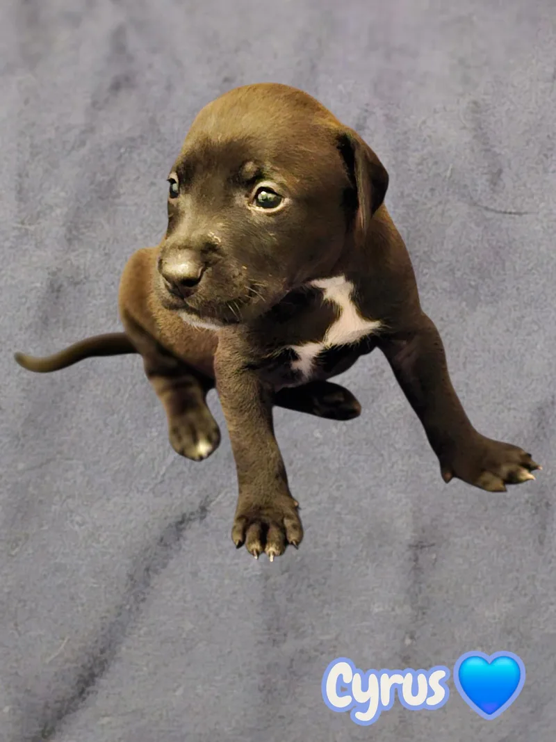 Cyrus Stormie Litter
