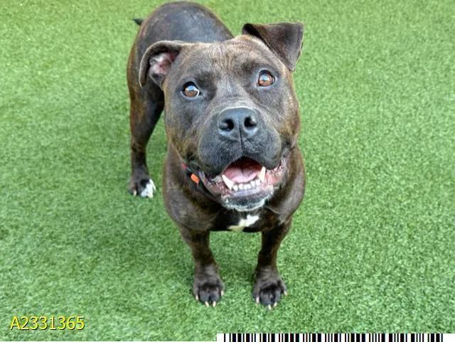 An adult large-sized female Mixed Breed dog named Coco for adoption in West Palm Beach, FL