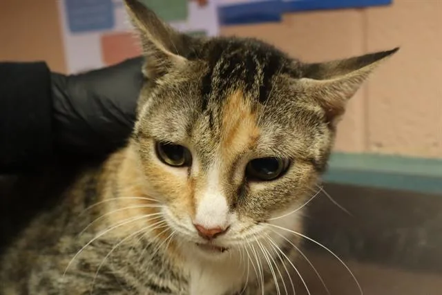 An adult large-sized female Domestic Short Hair cat named Purrito for adoption in Columbia, SC