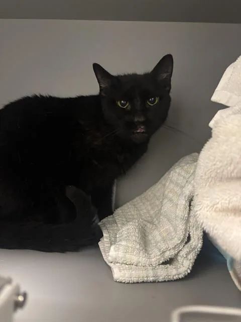 An adult medium-sized female Domestic Short Hair cat named Kokoro for adoption in Indianapolis, IN