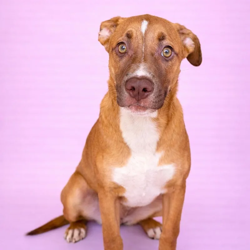 A baby medium-sized female Yellow / Tan / Blond / Fawn Rottweiler dog named Willow for adoption in Concord, NC