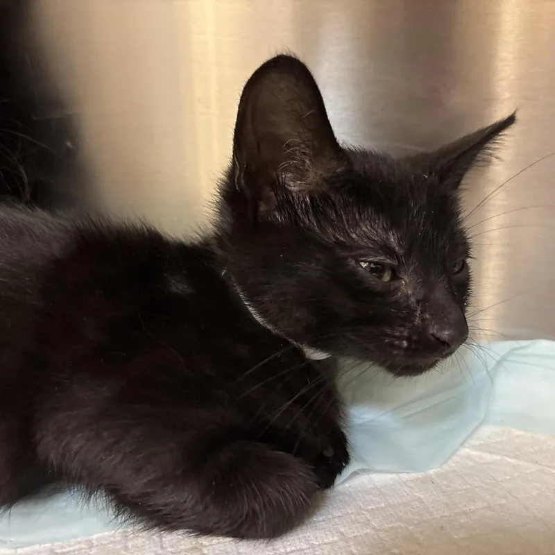 A baby small-sized female Black Domestic Medium Hair cat named Blues for adoption in Jacksonville, FL