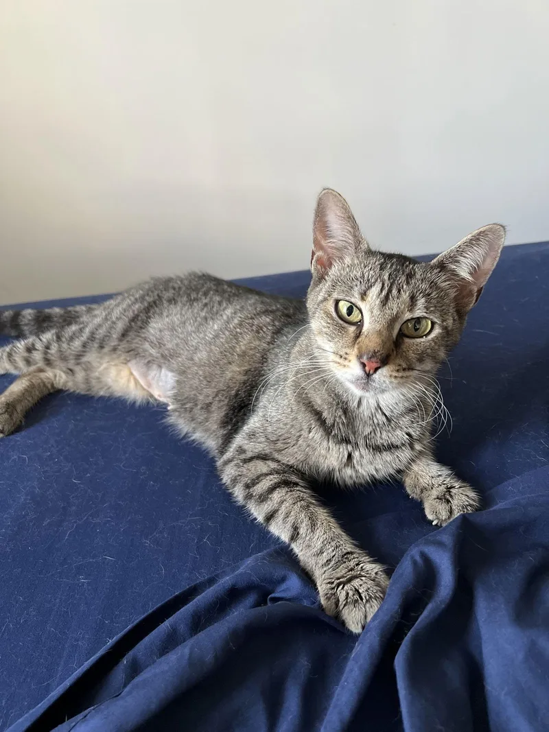 A young medium-sized female Domestic Short Hair cat named Sophie for adoption in Philadelphia, PA