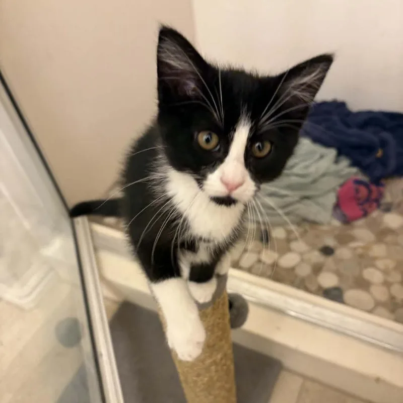 A baby small-sized female Black Domestic Short Hair cat named Dickie Hansen for adoption in Eagle Mountain, UT